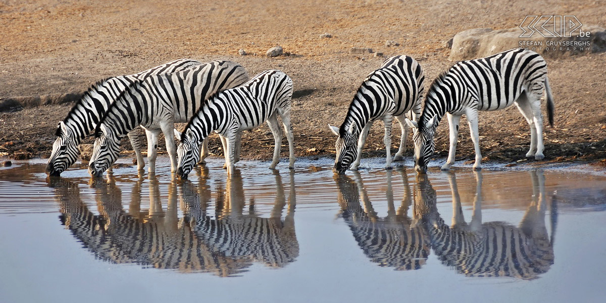 Etosha - Chudop - Zebra's Drinkende zebra’s aan de Chudop waterpoel in Etosha NP in Namibië. Tijdens het lange droge seizoen zijn bijna alle dieren in Etosha aangewezen op zulke kleine waterpoelen. Stefan Cruysberghs
